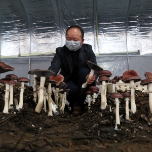 发展特色农业,探索走出一条绿色产业新路。图为湖南省沅江市光亚食用菌芦菇培植基地。 湖南省沅江市光亚食用菌芦菇培植基地